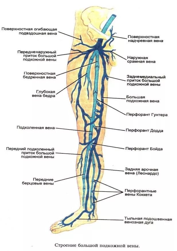 Поверхностные вены нижней конечности схема. Вена сафена Магна анатомия. Малая подкожная Вена бедра. Анатомия поверхностных вен нижних конечностей. Правая подкожная вена