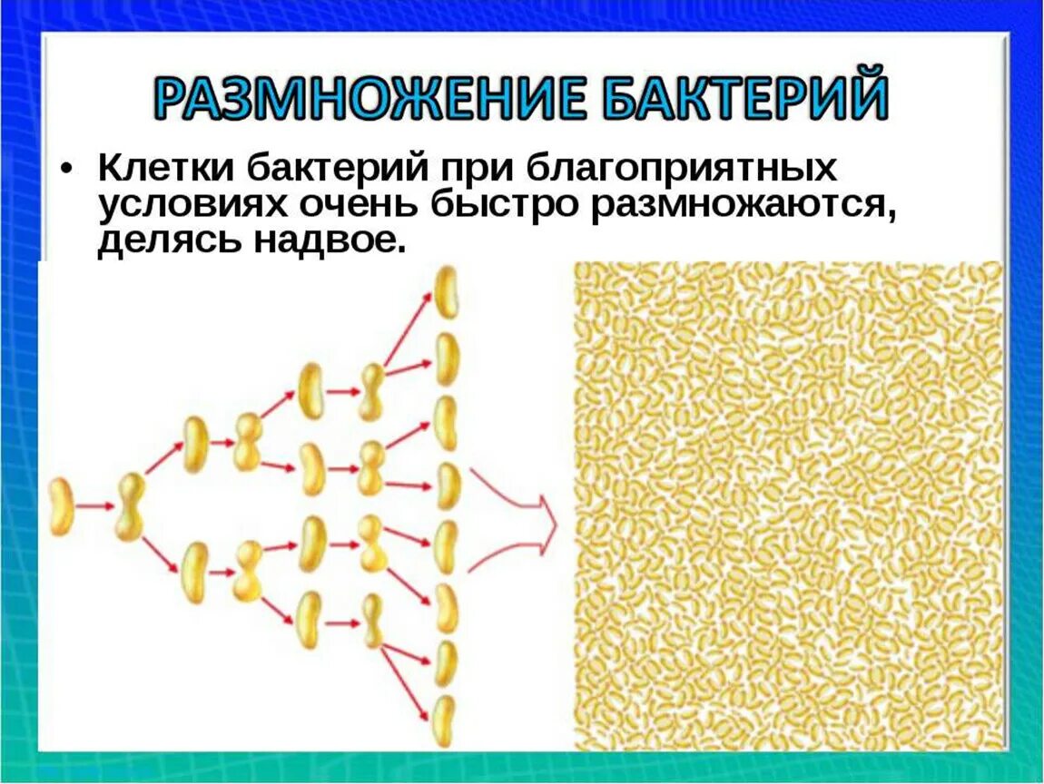 Размножение бактерий примеры. Размножение бактерий. Размножение бактерий схема. Процесс размножения бактерий. Размножение бактерий при благоприятных условиях.