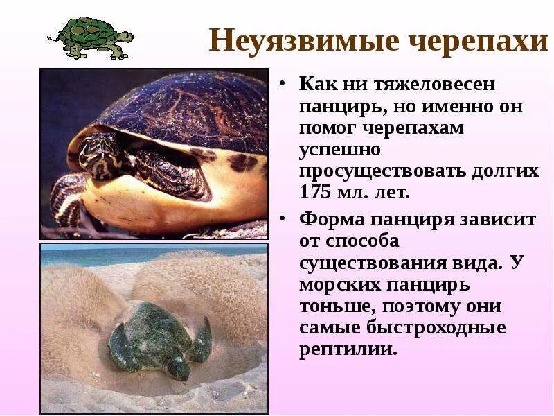 Интересный факт про пресмыкающихся. Факты о пресмыкающихся. интересные факты о пресмыкающихся. сообщение о интересных пресмыкающихся. необычные факты о пресмыкающихся.