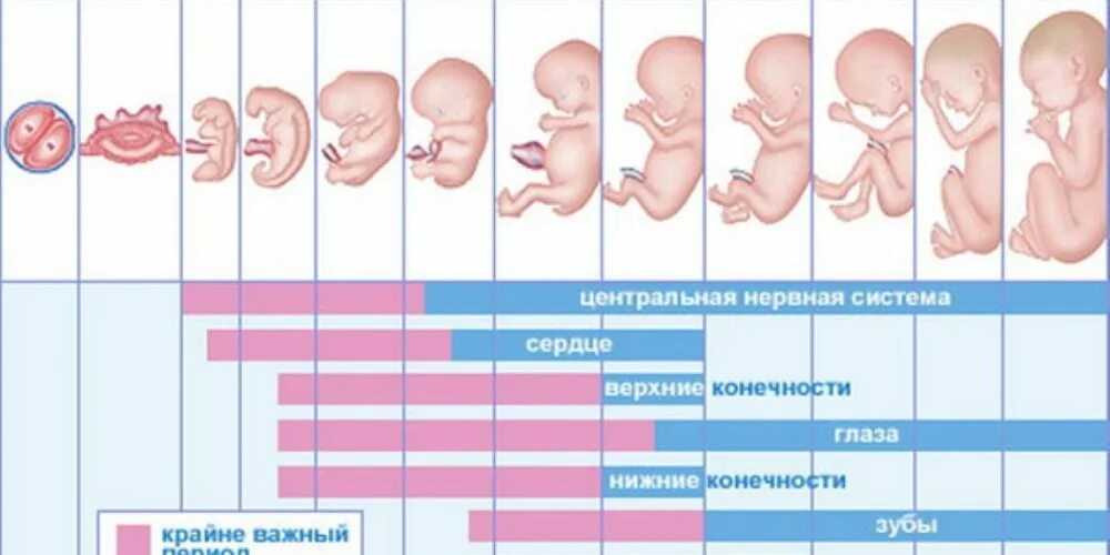 До какой недели длится беременность. Беременность на ранних сроках. беременна ранний срок. периоды беременности по неделям. 1 триместр беременности.