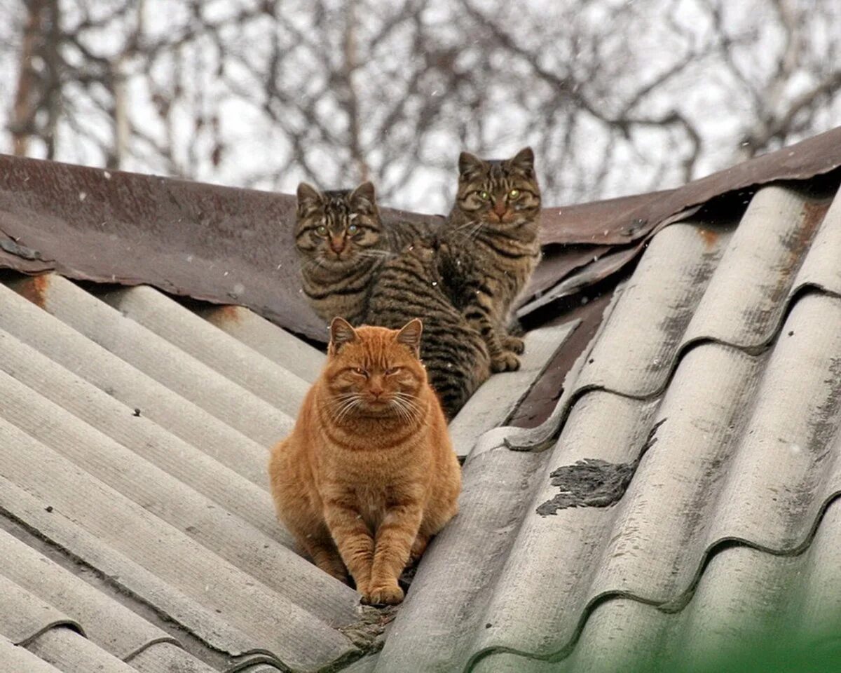 Жил у нас на крыше. Кошка. Коты на крыше. Рыжий кот на крыше. Прикольные крыши.