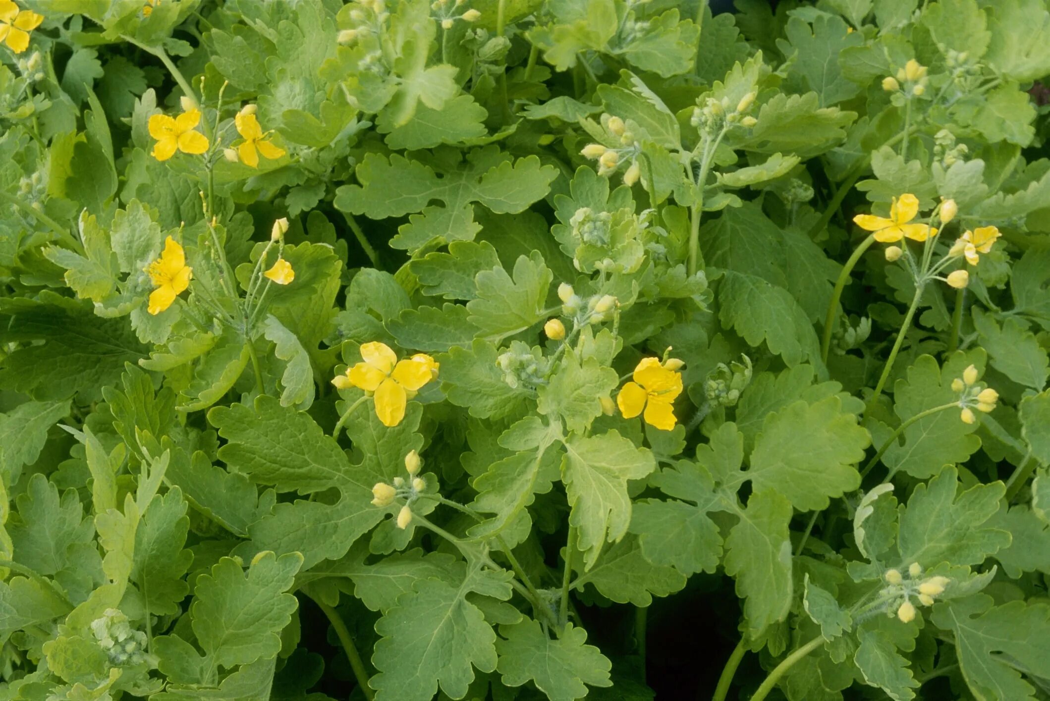 Чистотел Chelidonium majus. Chelidonium. Хелидониум (чистотел).. Чистотел большой (Chelidonium majus l.). Chelidonium majus однолетнее.