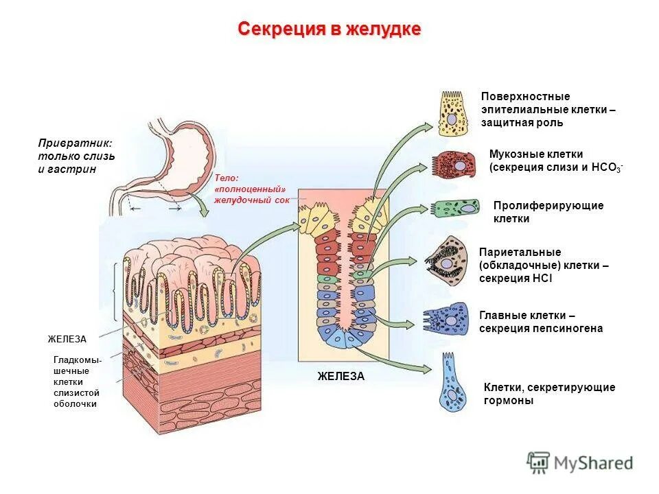 Клетки слизистой ЖКТ. Клетки слизистой оболочки тонкого кишечника секретируют. Париетальных клеток слизистой оболочки желудка. Секреторные клетки слизистой желудка. Слизь строение