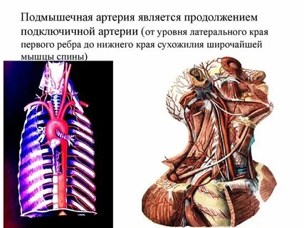 Сосуды ребра
