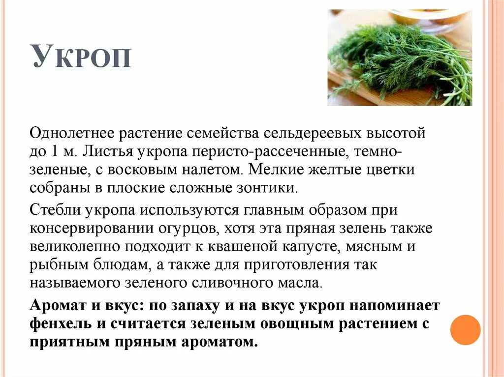 Укроп многолетнее или однолетнее растение. Укроп описание растения. Укроп однолетнее растение?. Ответ укропу