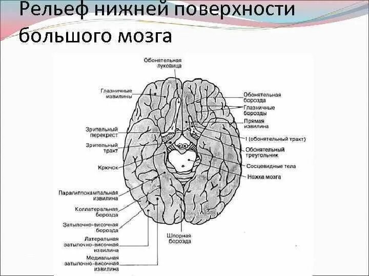 Нижняя поверхность полушарий большого. Борозды и извилины головного мозга. Прямая и глазничная извилины. Извилины обонятельного мозга. Нижняя поверхность полушарий большого.