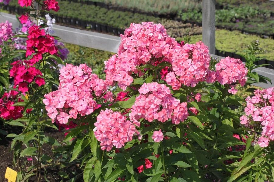 Флоксы саженцы. Флокс находка. Флокс лососевый. Phlox находка. Флокс сорт находка.