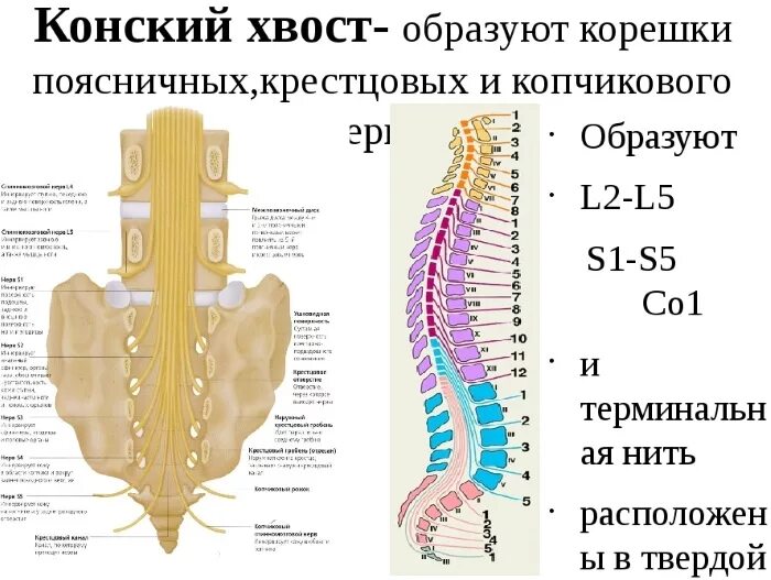 Позвоночник строение анатомия поясничного отдела позвоночника. Корешки спинного мозга конский хвост. Конский хвост образован корешками спинномозговых нервов. Крестец позвоночника строение поясничного отдела позвоночника.