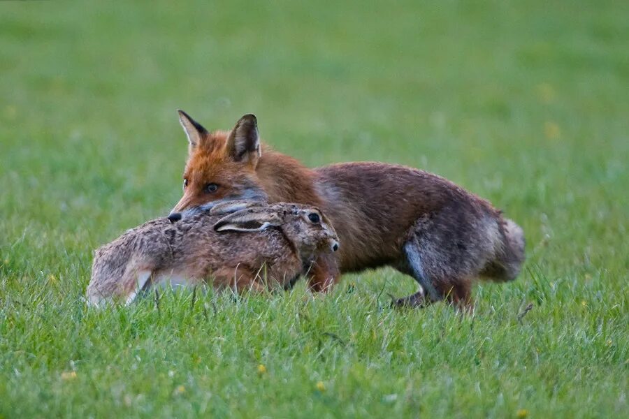 Какие отношения между лисой и зайцем. Лиса и заяц. Лиса ест зайца. Лиса поймала зайца. Лисы и зайцы.