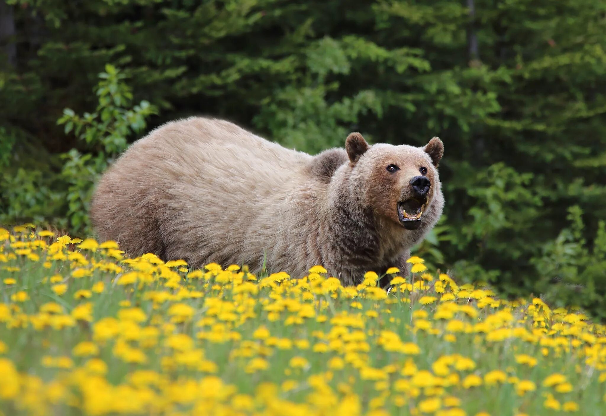 Медведь весной картинки. Медведь. Медведь на Поляне. Медвежонок на Поляне.