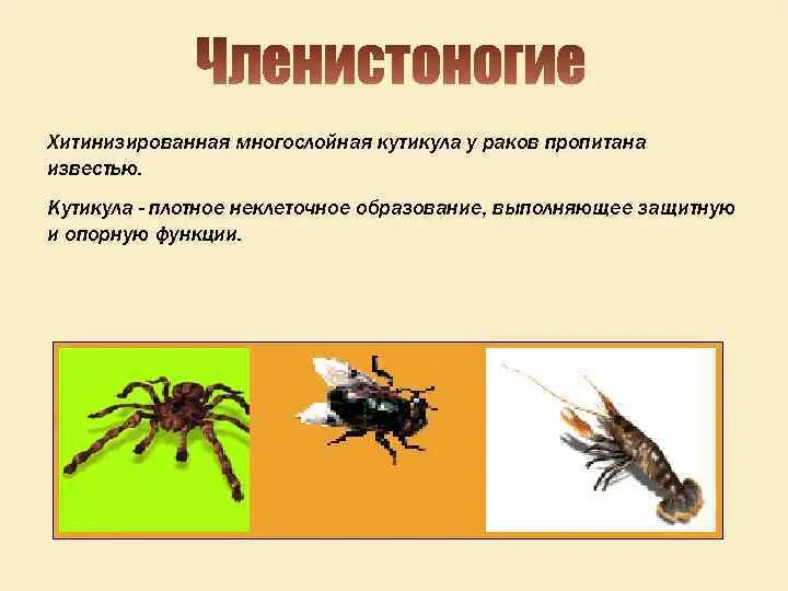 Хитиновый покров членистоногих выполняет функции. Хитинизированная кутикула членистоногих. хитинизированная кутикула. хитинизированная кутикула функция. хитинизированная кутикула членистоногих выполняет функции:.