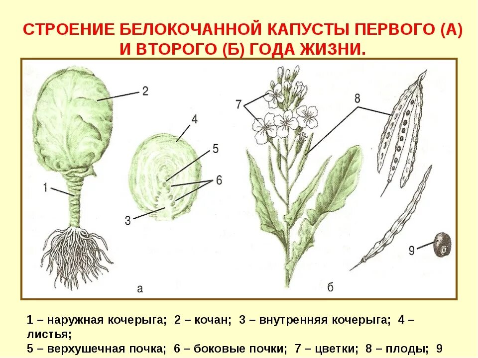 Плод крестоцветных капустных. Строение белокочанной капусты. Строение листа капусты белокочанной. Строение семени капусты белокочанной. Плод капусты огородной.