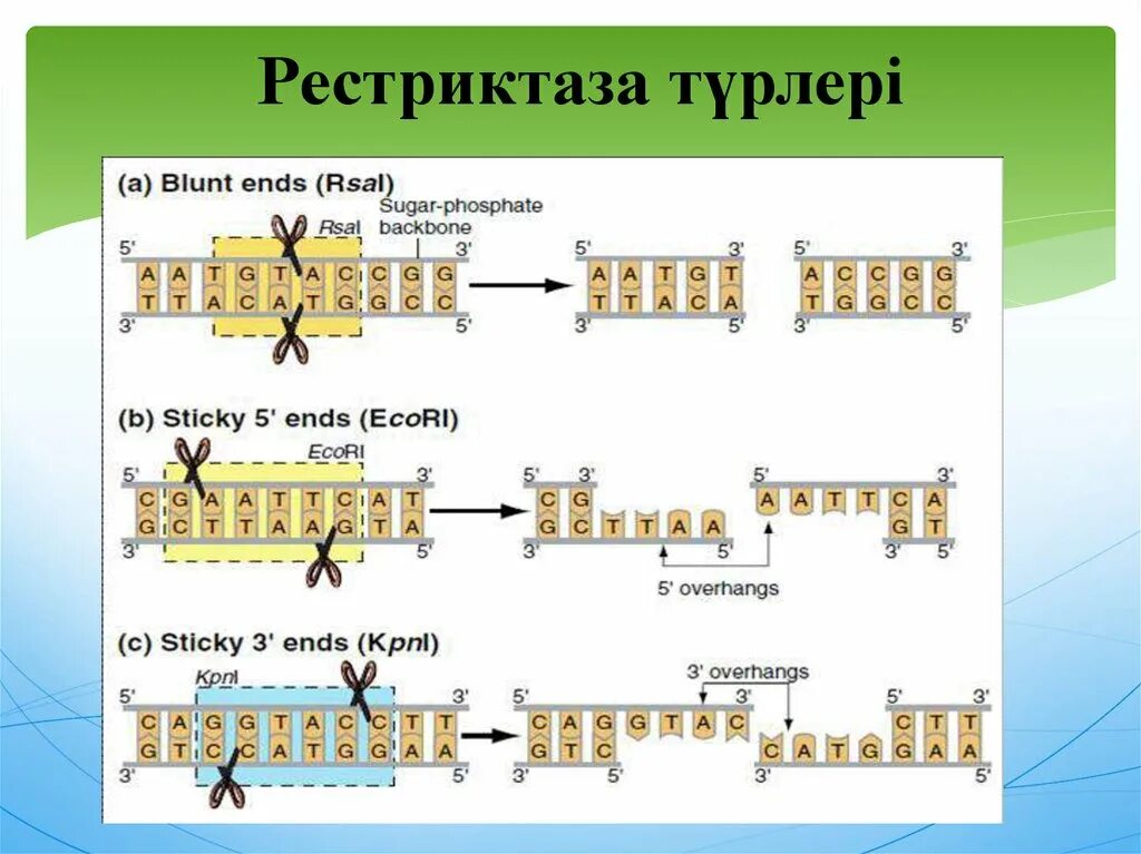 Ферменты расщепляющие днк. Типы рестриктаз. Рестриктазы 1 типа. Типы эндонуклеаз рестрикции. Ферменты рестриктазы.