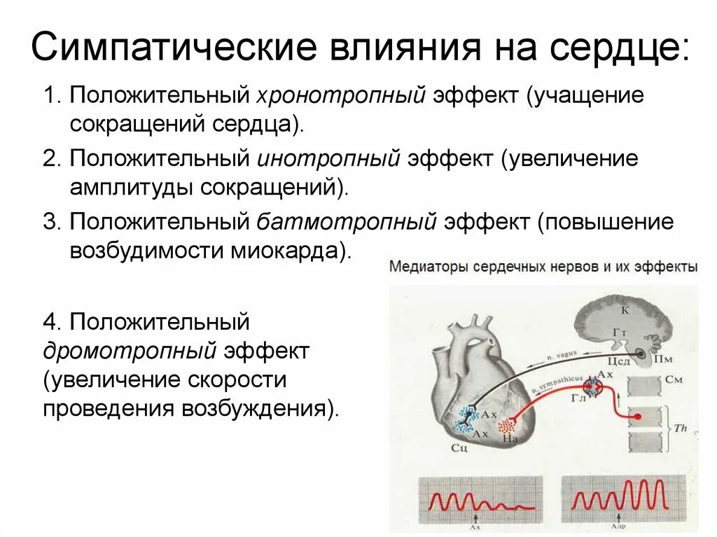 Симпатические нервы оказывают влияние. Влияние симпатических и парасимпатических нервов на сердце. Влияние соматических и парасиматических нервов на сердце. Влияние симпатической системы на сердце. Влияние симпатической нервной системы на сердце.