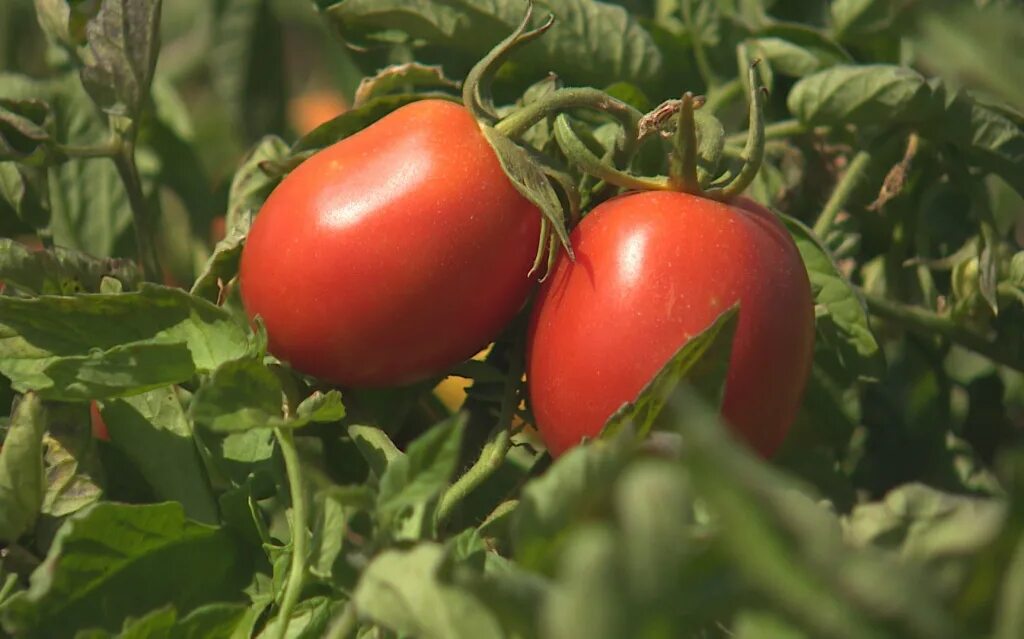 Сорт томатов ажур. Помидорные поля в Астраханской области. Астраханские помидоры. Томат ранний.