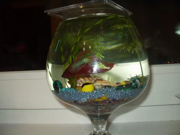 В какой воде живут рыбы. Рыбы обитающие у поверхности. Среда обитания рыб. В какой воде живут рыбы. В какой воде живут рыбы.