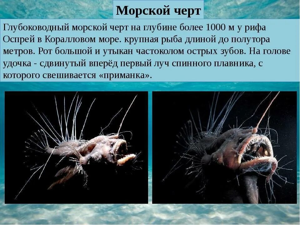 Группа морских организмов обитающих на дне океана. Европейский удильщик доклад. Глубоководная рыба удильщик. Европейский удильщик морской чёрт. Глубоководный удильщик (морской дьявол).