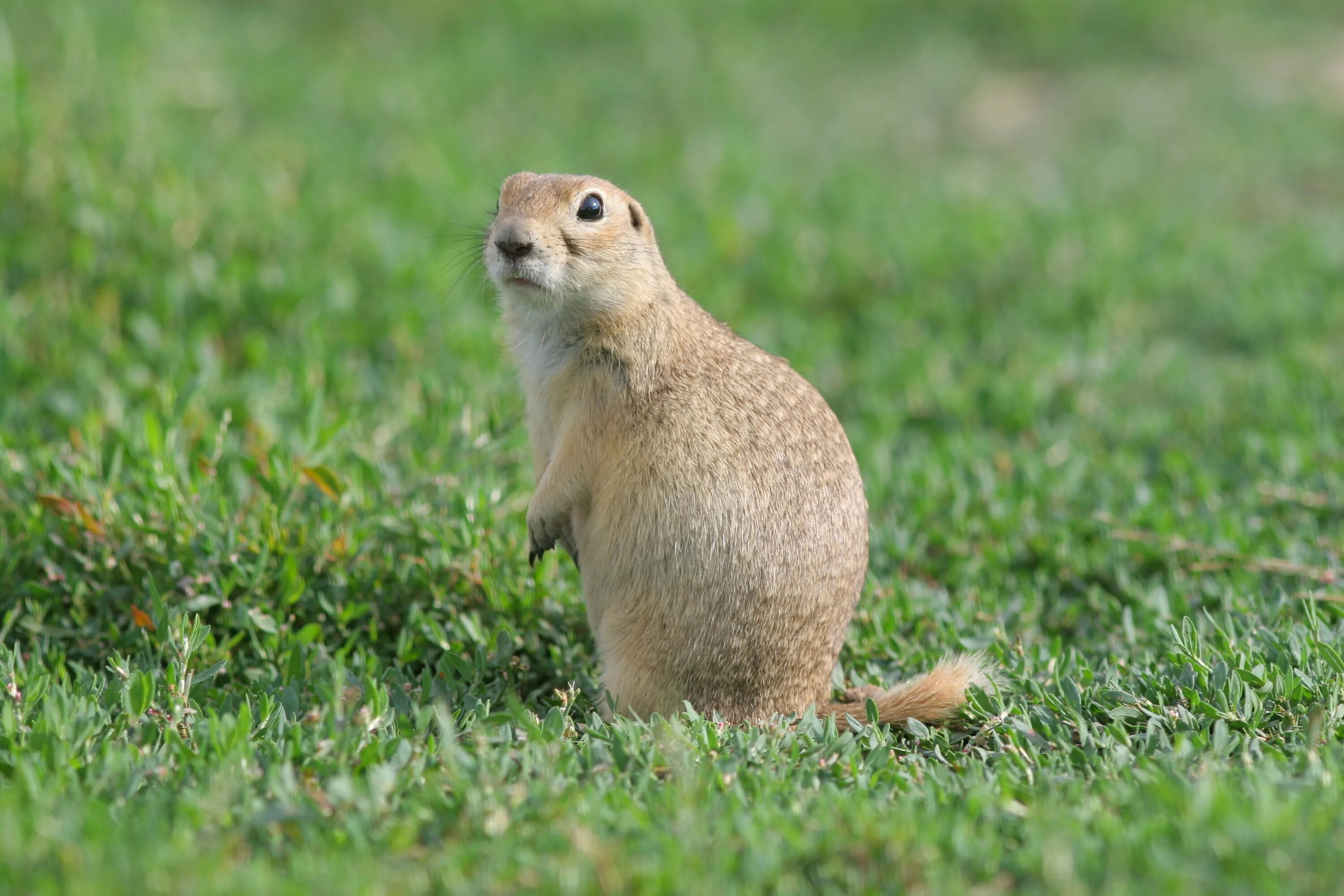 Похож на суслика 7 букв. Европейский суслик (spermophilus citellus). Суслик степной. Евражки на камчатке. Пара сусликов.