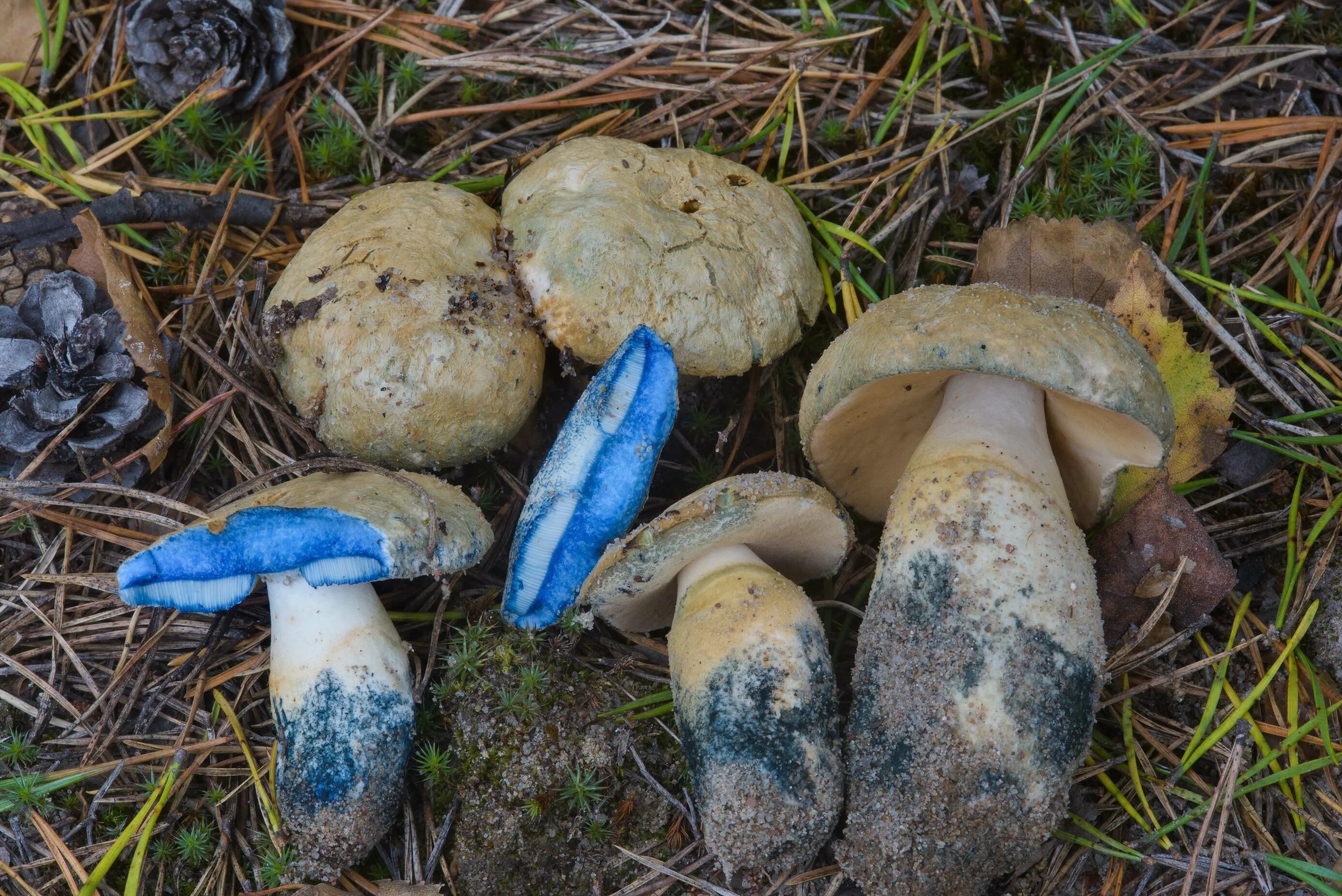 Гриб синеет при срезе как называется. Гиропорус синеющий (gyroporus cyanescens). гриб гиропорус синеющий. гриб синяк гиропорус. гиропорус синеющий съедобные грибы.
