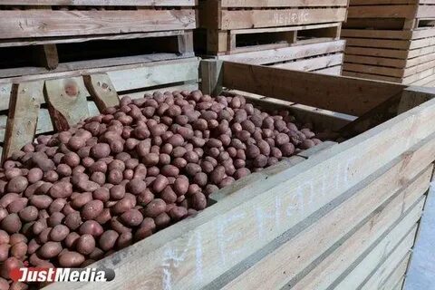 Фермер собрал 8 т моркови а свеклы