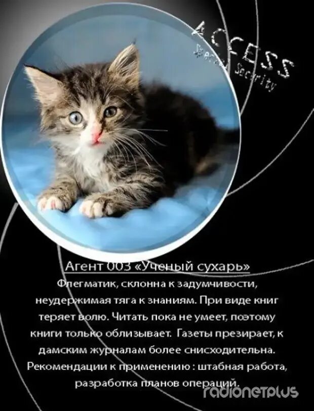 По доброй воле читать. Красивые объявления о котятах. Объявления о пристройстве котят интересные. Красивое объявление о котятах в добрые. Объявление отдам котят.