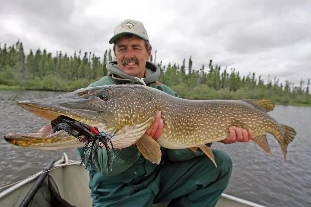 Щука летом видео. Northern Pike рыба. Щука трофей. Рыбалка на щуку. Огромная щука.