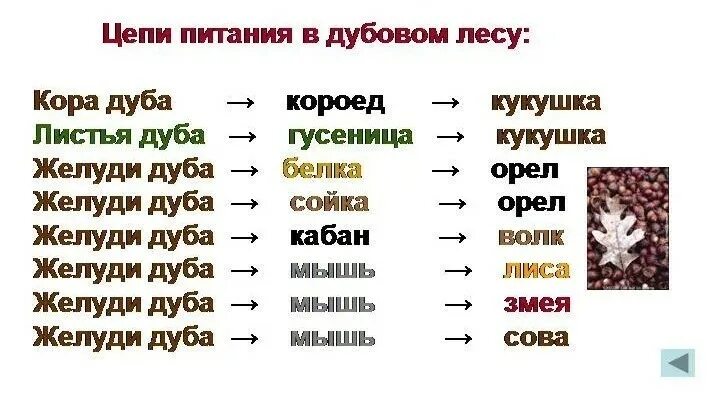 Составить цепь питания из 4 звеньев