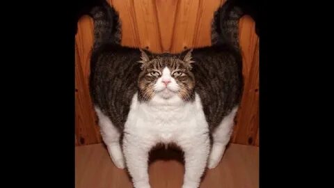 Cursed cat