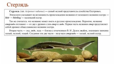 Объясните слова осетр
