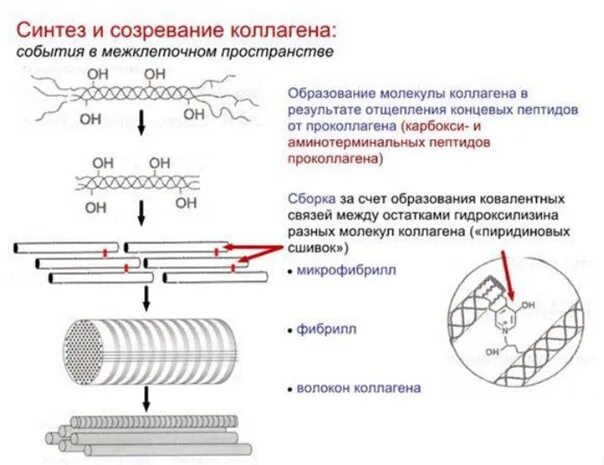 Синтезируют коллаген. Схема этапов синтеза коллагена. Внеклеточный этап синтеза коллагена схема. Этапы созревания коллагена схема. Внутриклеточный Синтез коллагена схема.