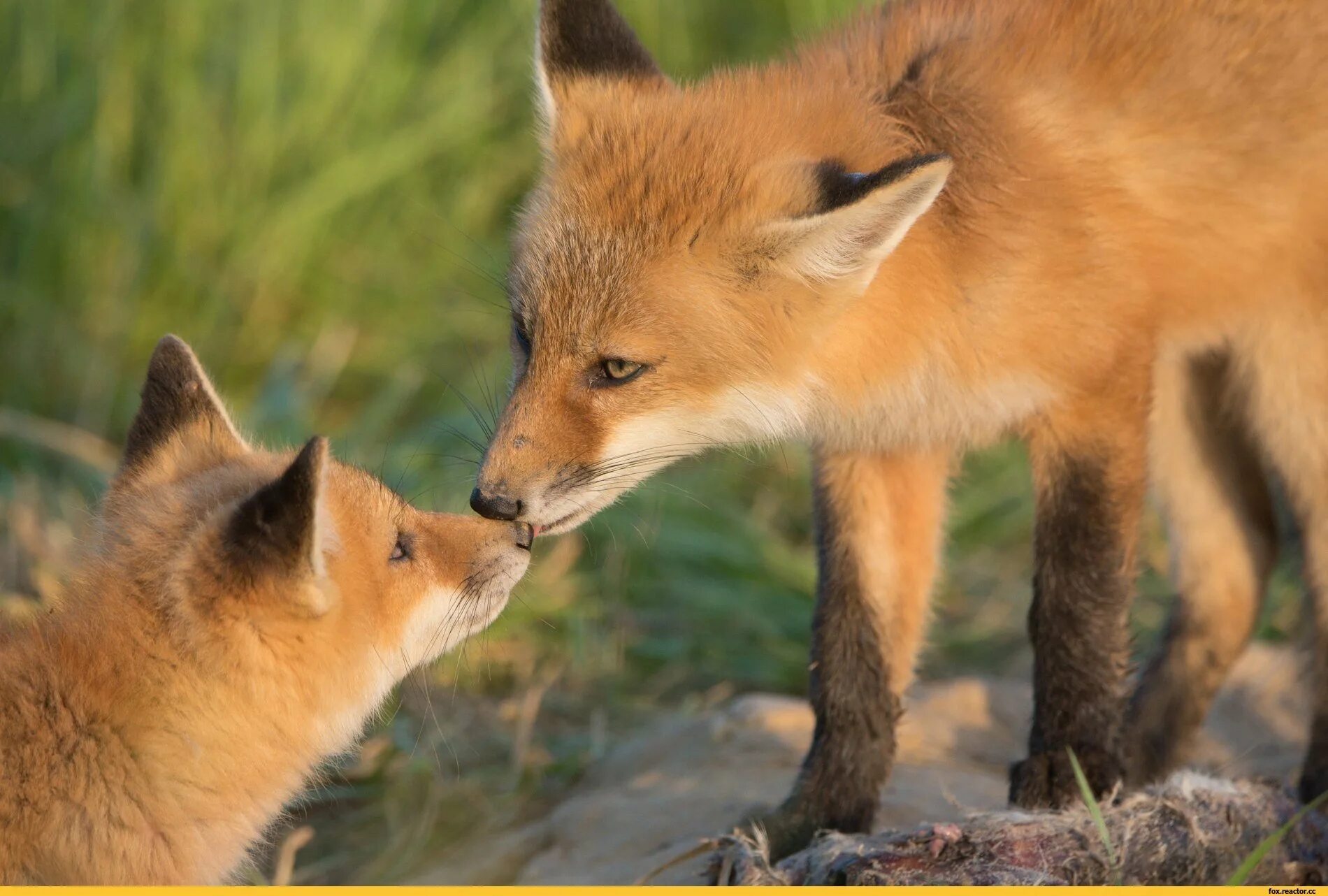 лисица какое семейство. лисица какое семейство. семья лисиц. лисица какое семейство. семья лисичек.