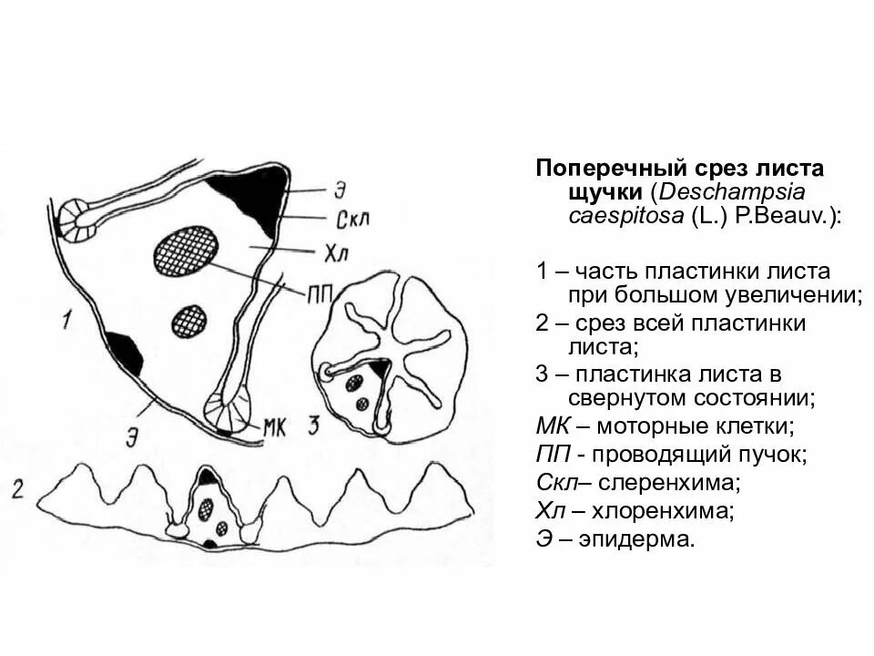 Пластинка поперечный. Поперечный пластинка.