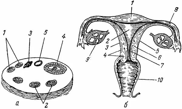 Схематическое строение матки. Анатомия половая/система женская яичники. Женская половая система анатомия матка. Схема матки с придатками.