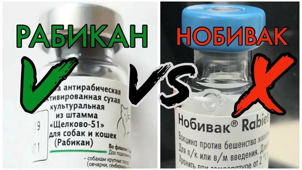 Инструкция вакцины рабикан. Антирабическая вакцина щелково 51. Вакцина щелково 51. Бешенство вакцинация. Вакцина против бешенства щелково 51.