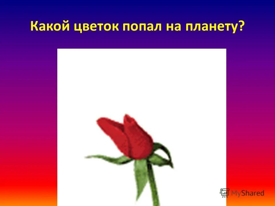 цветок попал. пассифлора caerulea. молочай беложильчатый. цветы в ультрафиолетовом свете. молочай кротон.