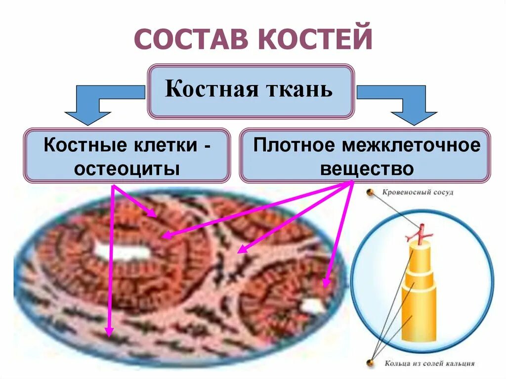 В состав какой ткани входят клетки. Костные клетки. Клетки костной ткани. Межклеточное вещество кости. Межклеточное вещество скелетных тканей состоит.