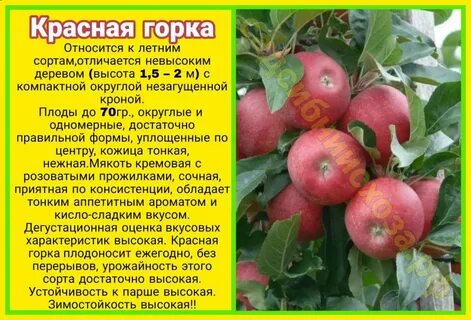 Яблоня красная описание