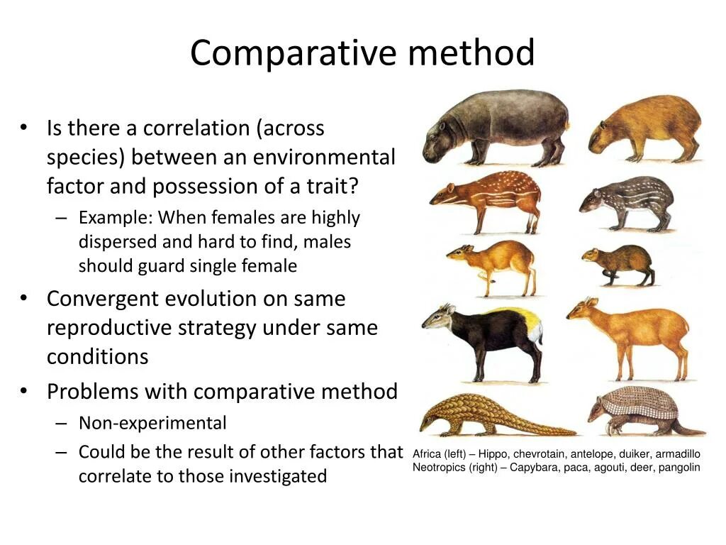 Comparative method. Comparative method Linguistics. Comparing methodology. Comparison method
