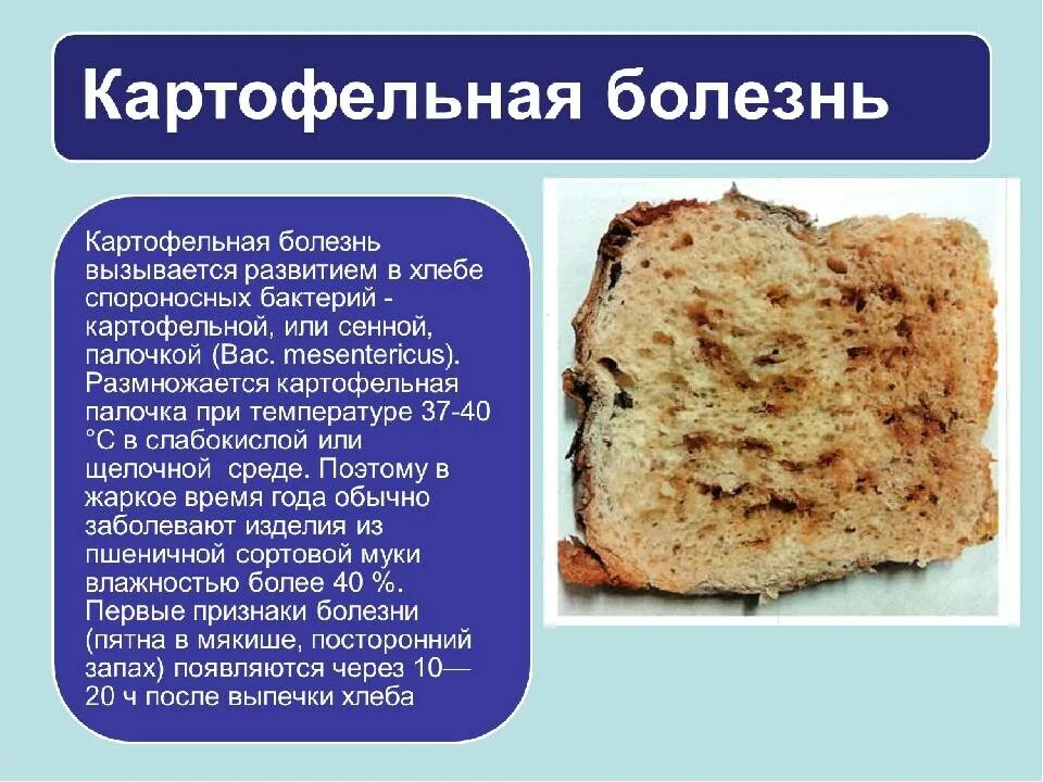 Картофельная болезнь хлеба. Меловая болезнь хлеба. Заболевание хлеба картофельной болезнью. Картофельная или тягучая болезнь хлеба. Картофельная болезнь хлеба признаки
