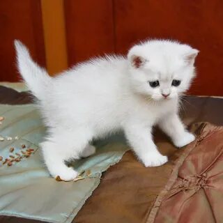 Белый кот тольятти каталог товаров