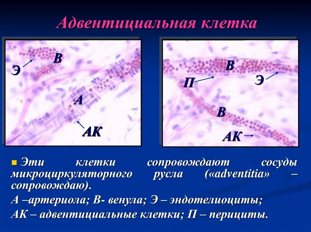 Адвентициальные клетки