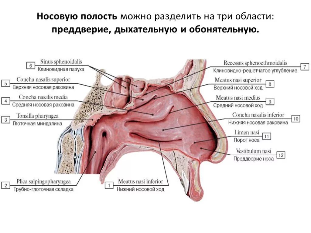 Обонятельная и респираторная области полости носа. Кости и хрящи носовой полости. Дыхательная область полости носа латынь. Полость носа обонятельная и дыхательная области.