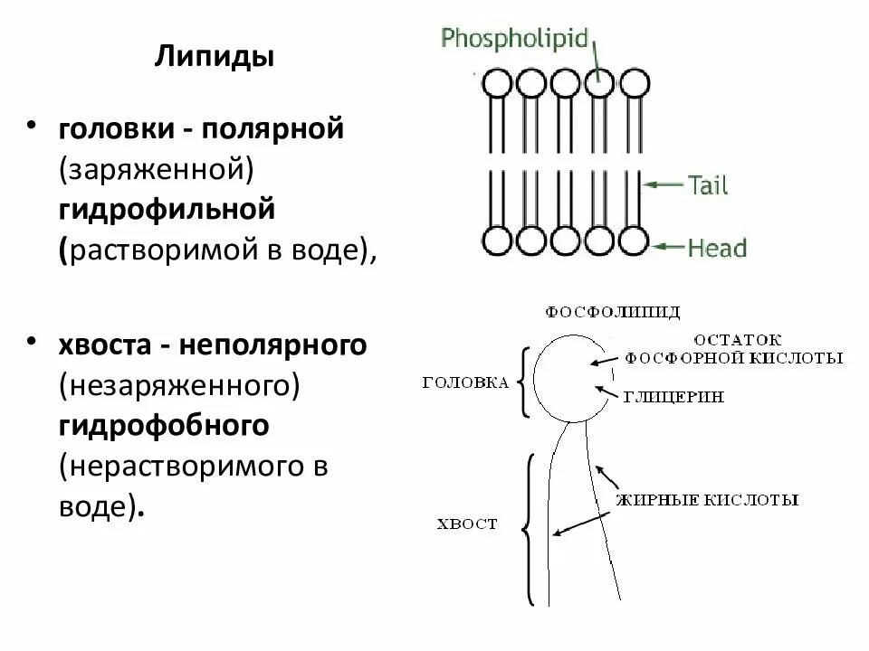 Строения липидов человека. Структура строения липидов. Гидрофильные головки фосфолипидов функции. Полярные гидрофильные головки и неполярные гидрофобные хвосты. Фосфолипид строение схема.