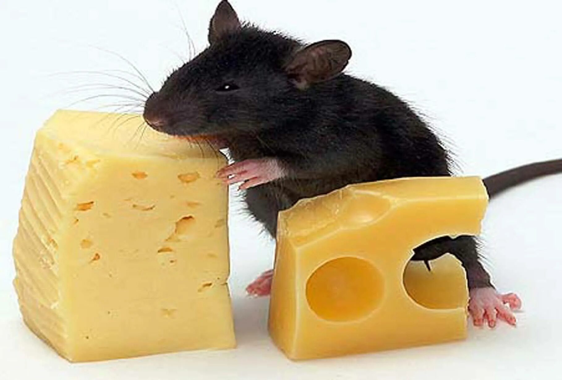 Принял мыши. Мышь+сыр. Мышка в сыре. Мышка с сыром. Мышь с куском сыра.