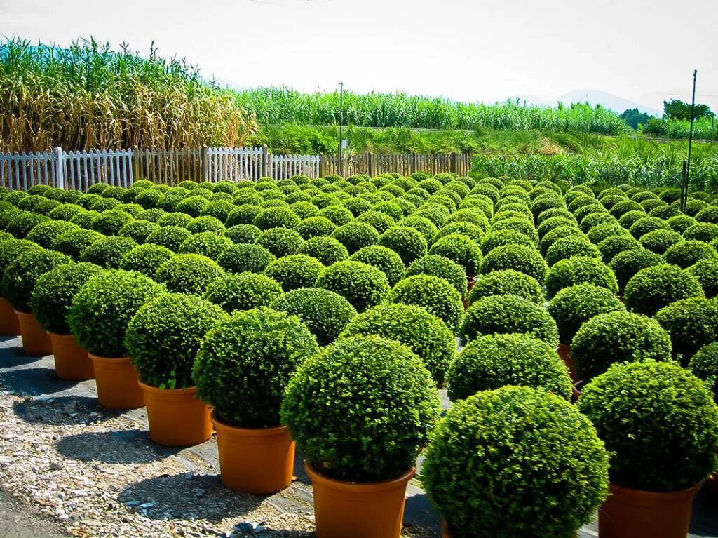 Самшит Буксус. Buxus sempervirens самшит. Самшит Буксус вечнозеленый. Буксус (самшит) куст.