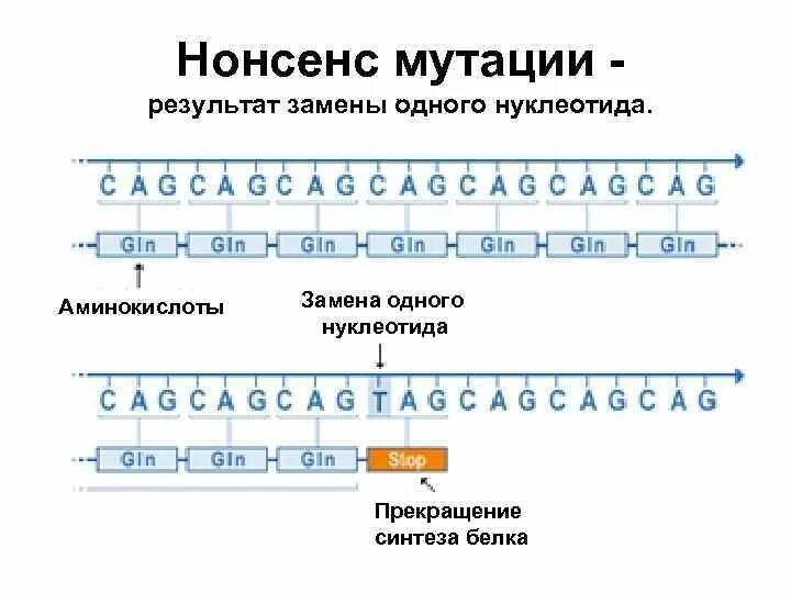 Замена нуклеотидов тип мутации. Прекращение синтеза белка. замена одного нуклеотида на другой вид мутации. нонсенс мутация. типы мутаций нонсенс миссенс.