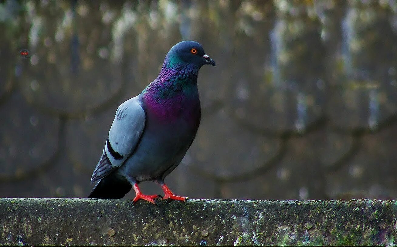 Красивые голуби. Фиолетовый голубь. Гуля птица.