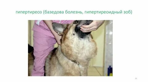 Гипертиреоз у кошек