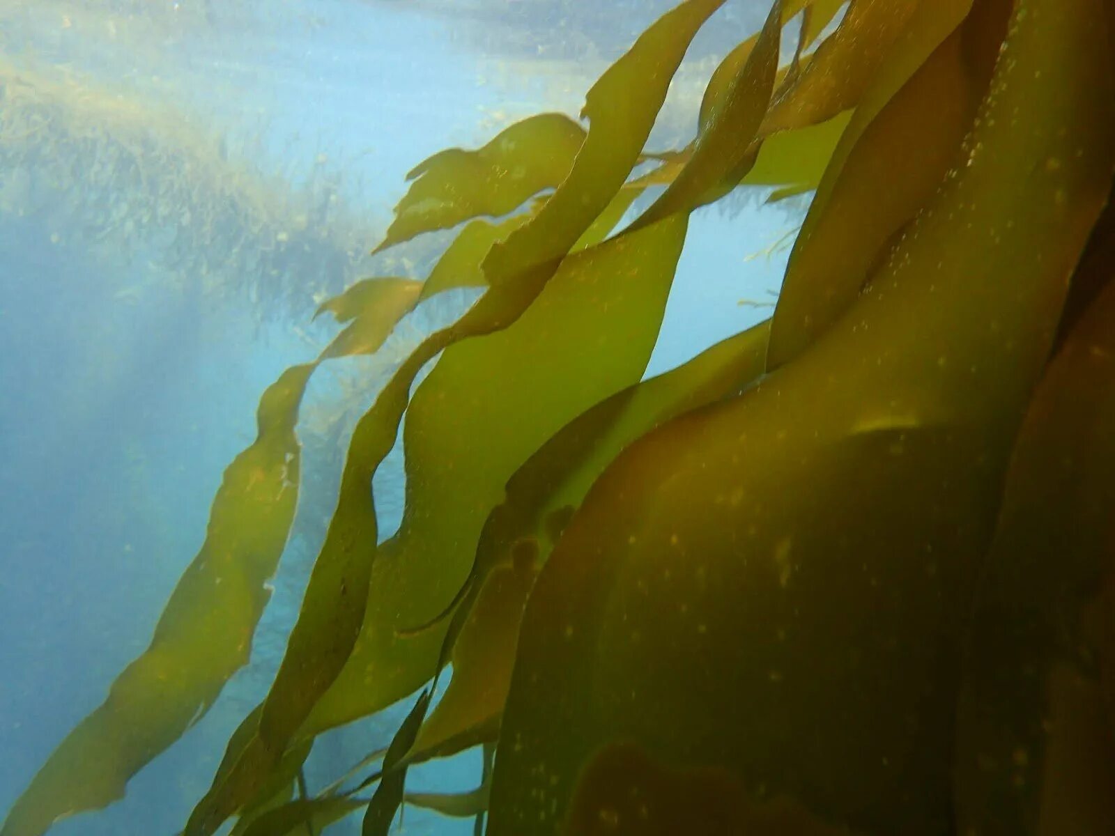 Скульптура в водорослях. Подводный "лес"(Kelp Forest). Водоросли которые хватают за душу.