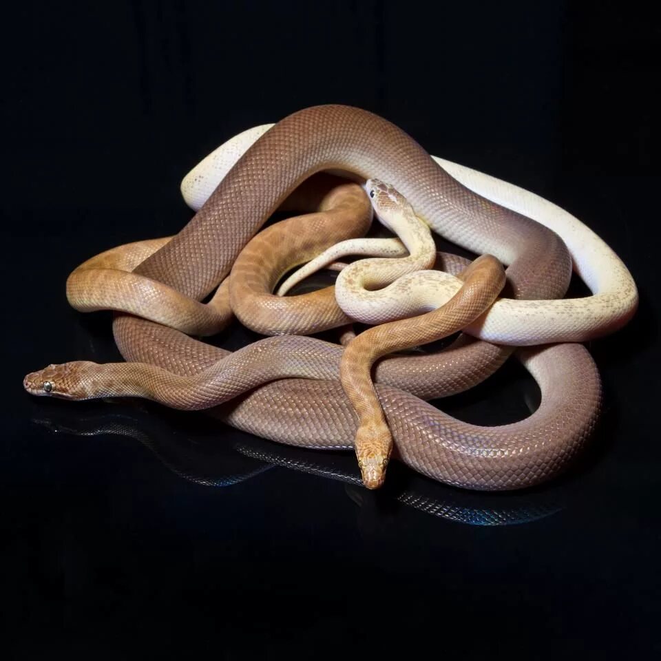 Snake walk
